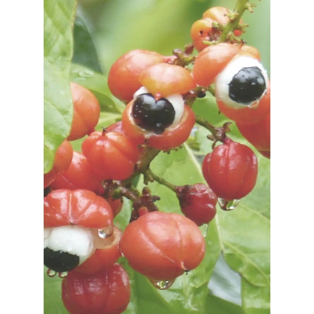 Bioclin Bio - Force, ampule proti izpadanju las (15 × 5 ml)