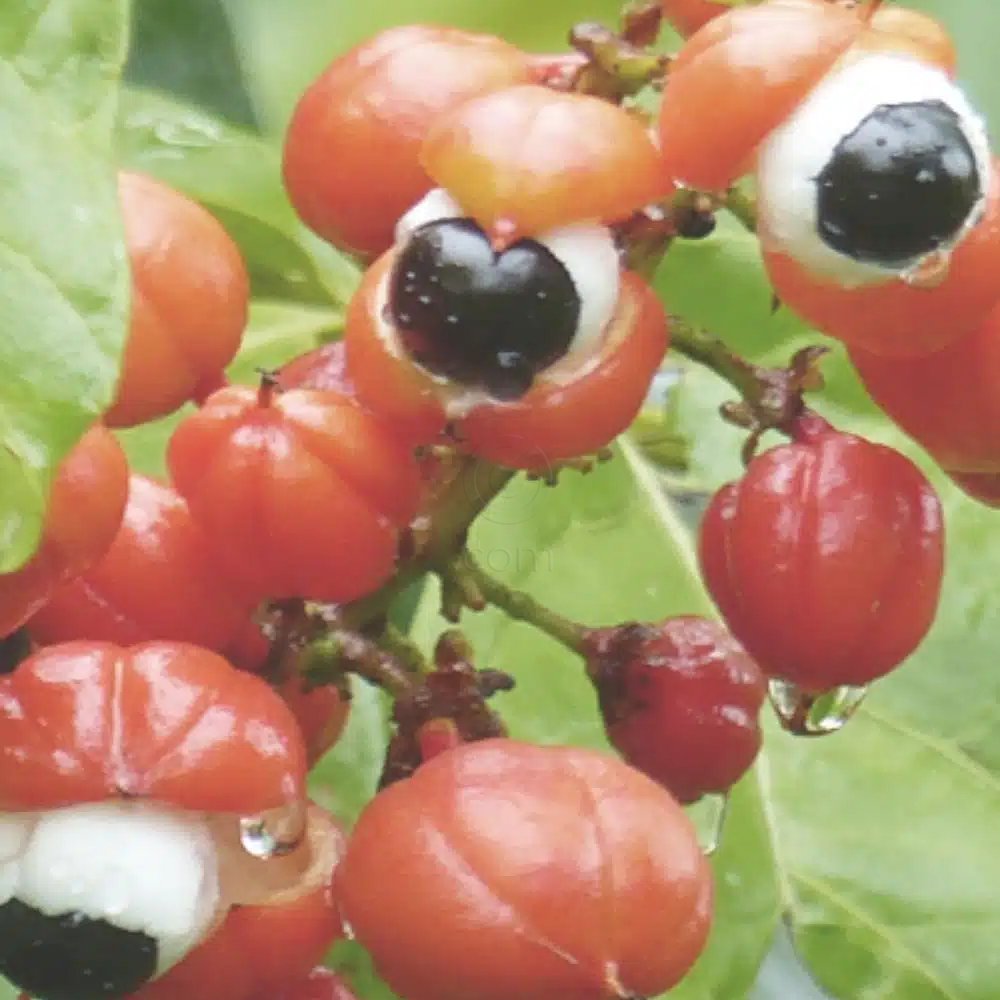 Bioclin Bio - Force, šampon za krepitev las (200 ml)