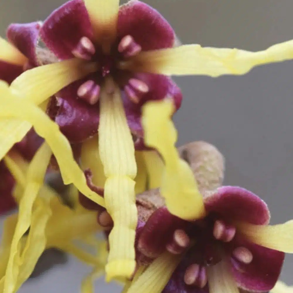 Bioclin Deo Active, pršilo (100 ml)