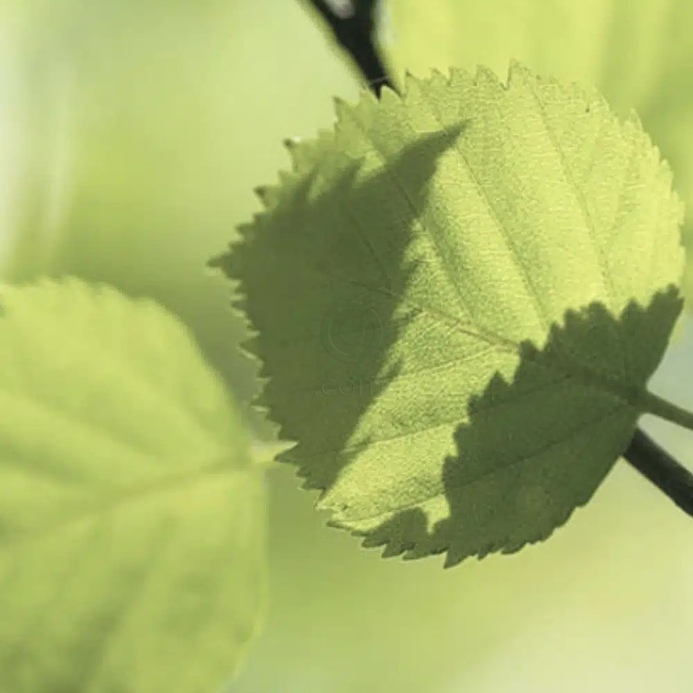  Bioclin Deo Control, roll-on (50 ml)