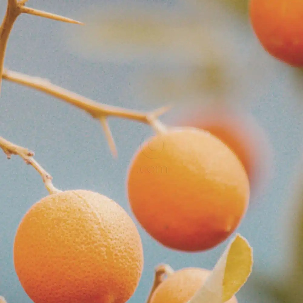 deodorant za intimne predele