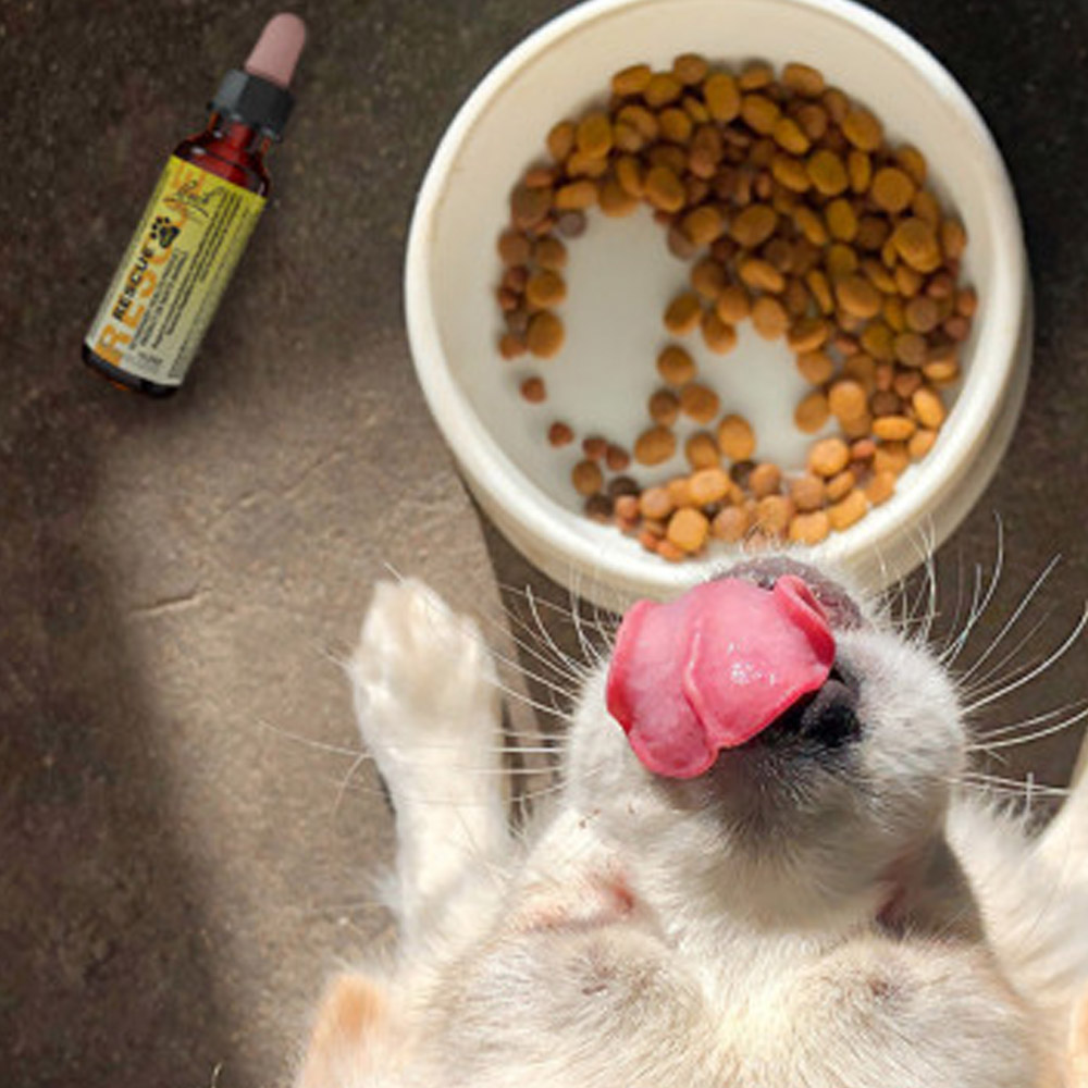 Bach Rescue Pets, kapljice za hišne ljubljenčke (10 ml)