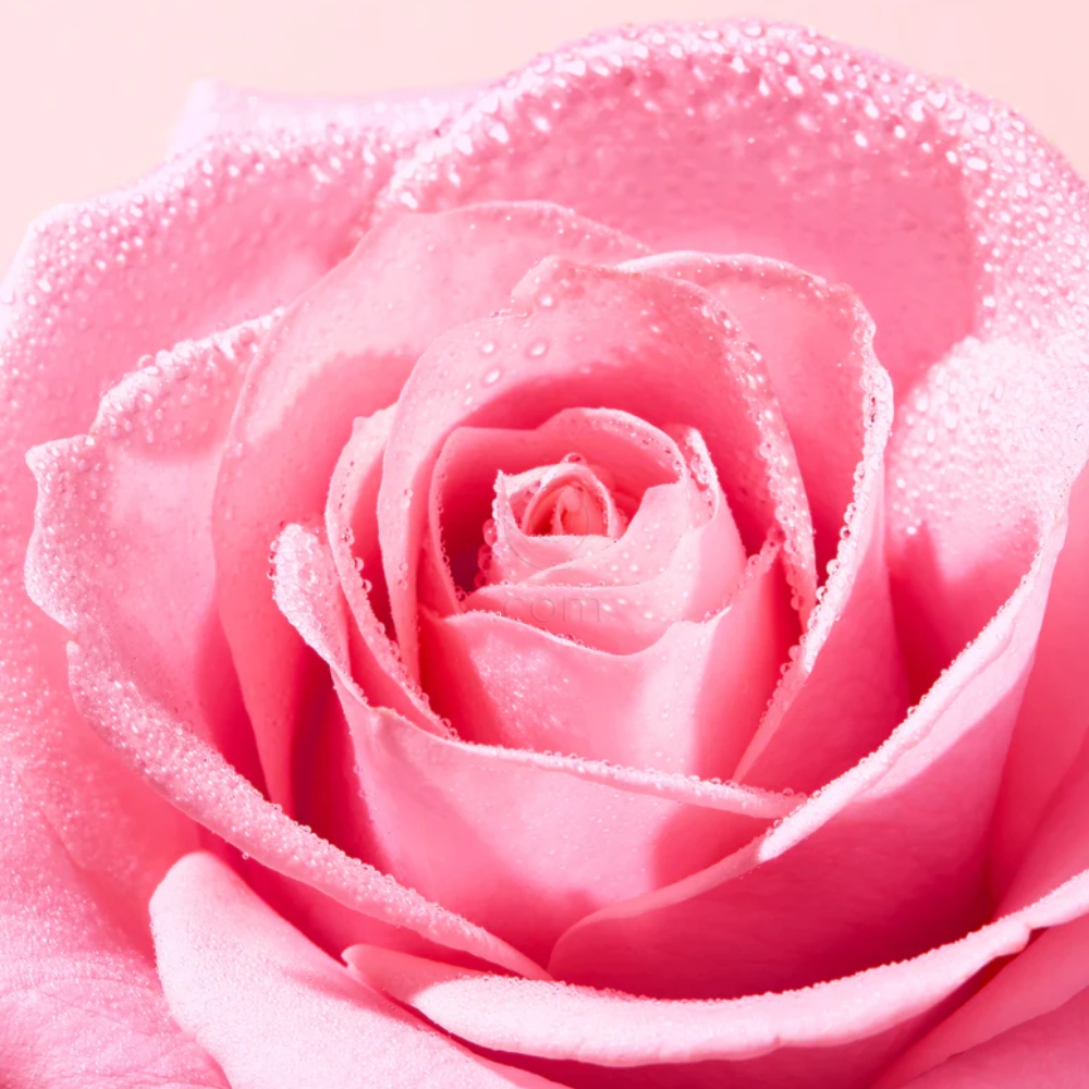 Nuxe Very Rose Micellar Water, pomirjujoča micelarna voda za čiščenje (200 ml)