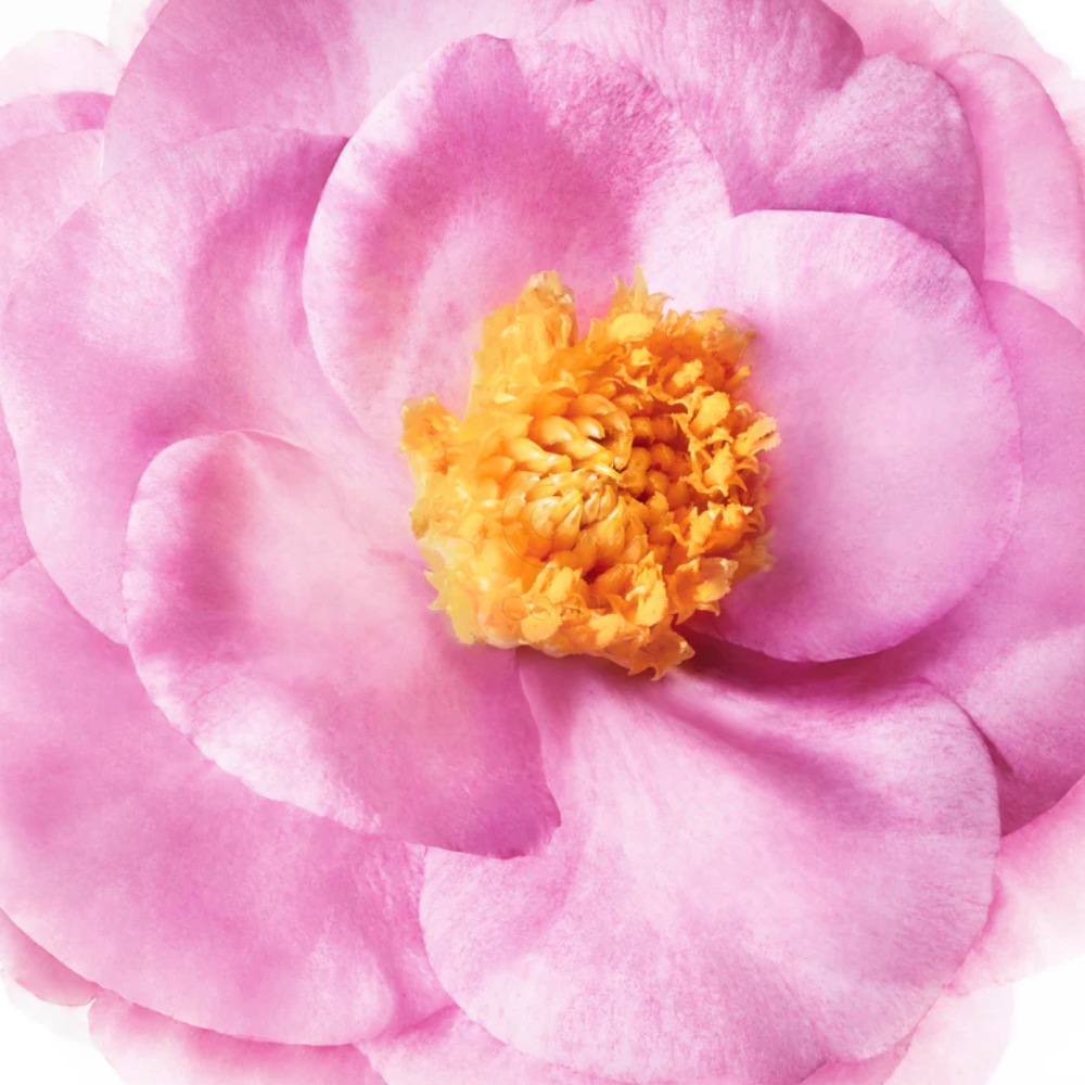 Nuxe Hair Prodigieux, šampon za visok sijaj las (50 ml)