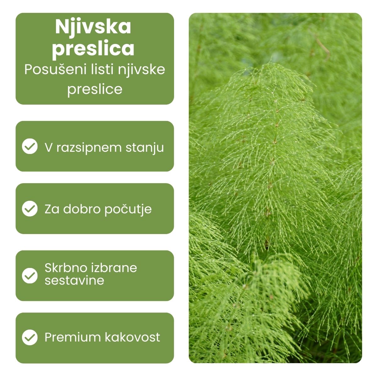 njivksa preslica