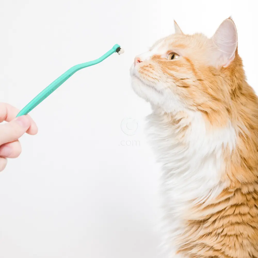 Ryercat, zobna ščetka za mačke - Ocean (1 ščetka)