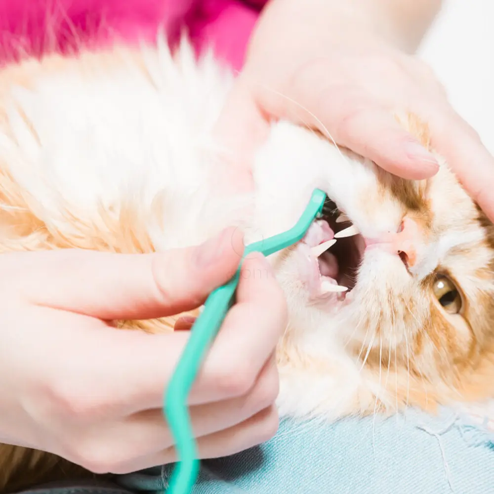 Ryercat, zobna ščetka za mačke - Ocean (1 ščetka)