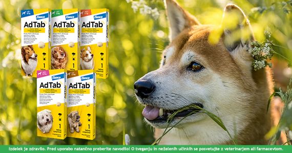 Sezona klopov in bolh je tu - uspešno nad zajedavce pri domačih živalih.