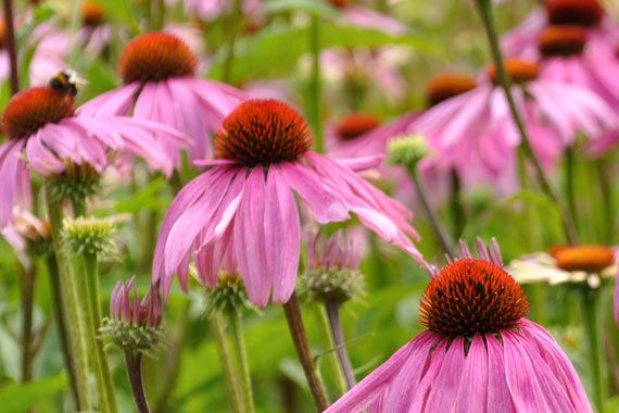 Imunski sistem in škrlatni ameriški slamnik