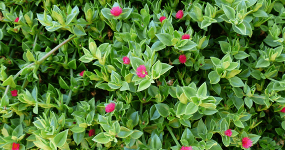 Bakuchiol v kozmetiki: Nežnejša anti-age alternativa retinolu?