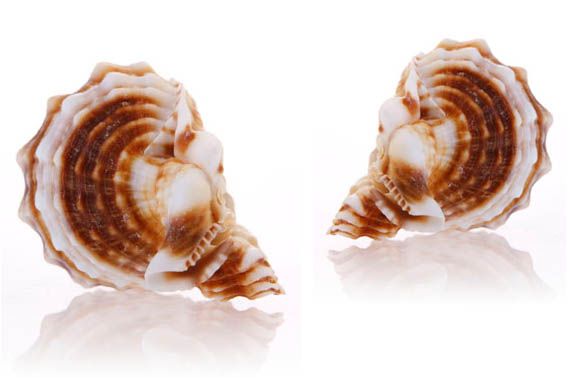 Bogastvo školjk za sklepe in vezivna tkiva