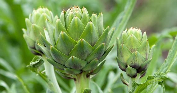 Zanimivosti iz sveta rastlin: Artičoka - Cynara Scolymus
