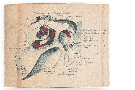 Probiotiki in zdravje srednjega ušesa