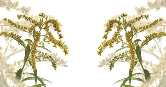 Zanimivosti iz sveta rastlin: Zlata rozga - Solidago virgaurea